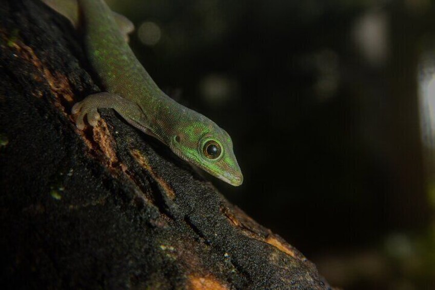 Andaman Day Gecko