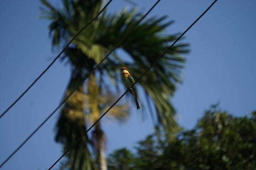  Hike to Elephant beach exploring tropical flora and fauna