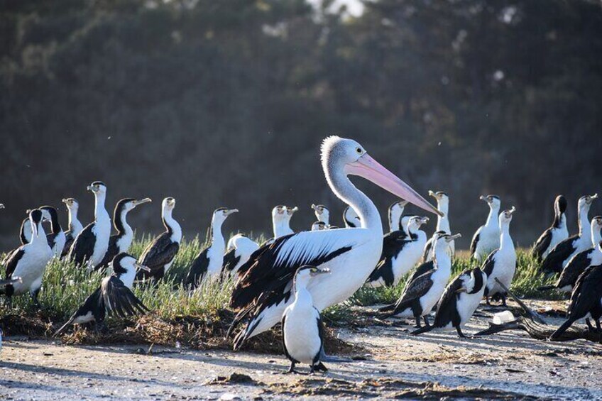 Sunrise Wildlife and Wetlands Kayaking Tour