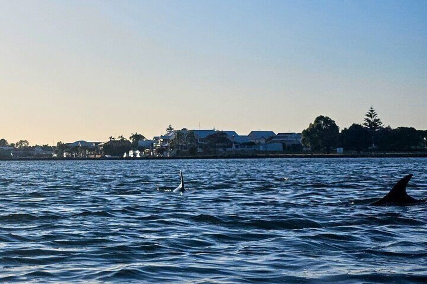 Sunrise Wildlife and Wetlands Kayaking Tour