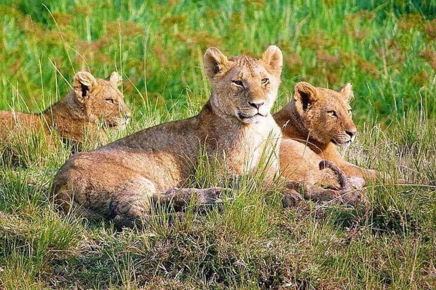 Lions in Masai mara National park