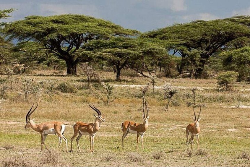 Gazelles in olpejetor conservancy 