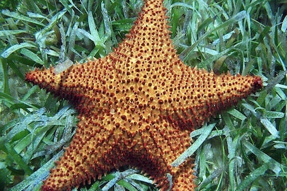 Snorkeling in Paradise