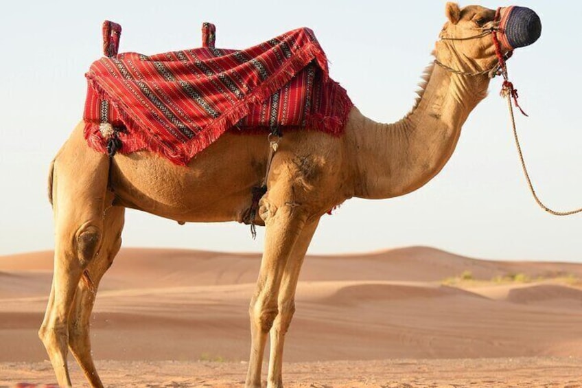 Agafay Desert Quad Bike, Camel Ride, Dinner under Stars