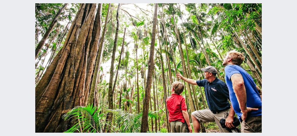 Picture 5 for Activity Taste of Tamborine Mountain Tour