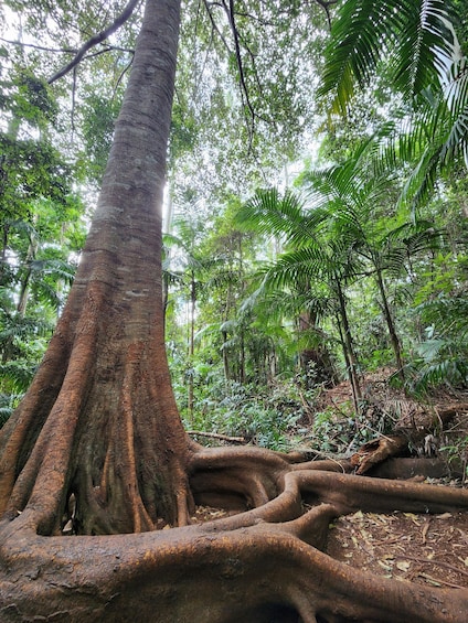 Picture 1 for Activity Taste of Tamborine Mountain Tour