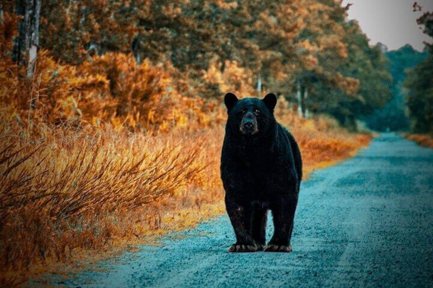 Bears
