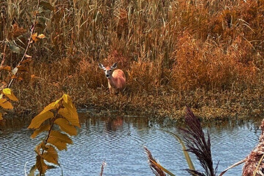Deer 