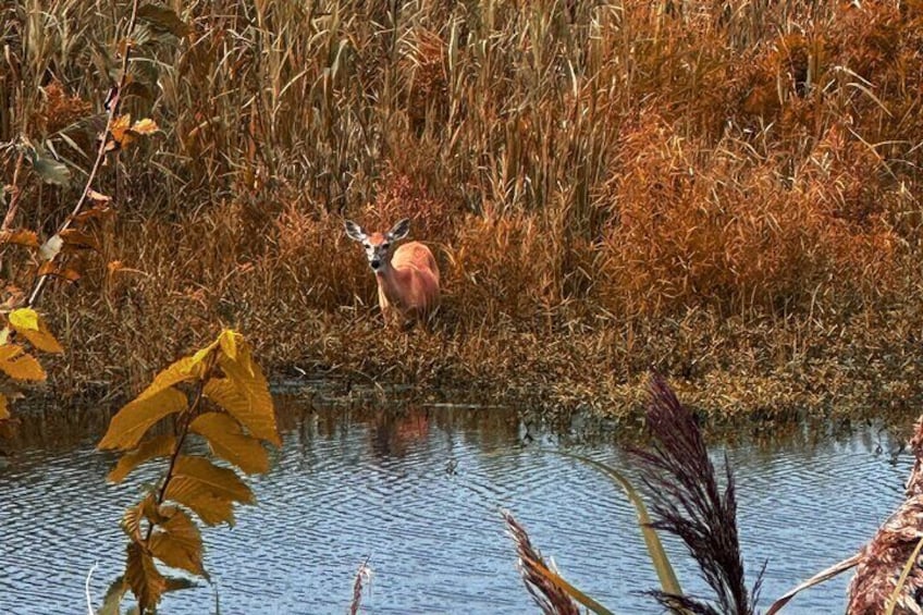 Deer
