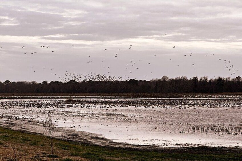 Ducks 