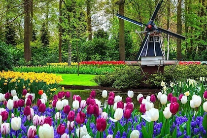 Keukenhof - spring garden from Amsterdam, Rotterdam, Delf & Hague