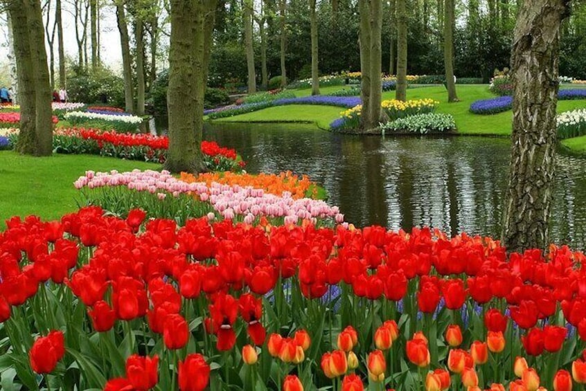 Keukenhof motive