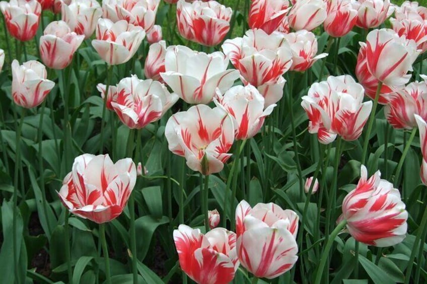 Keukenhof motive