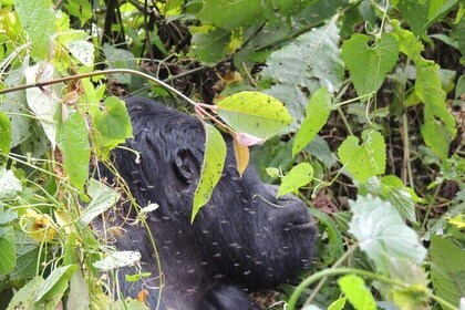 3 Days Gorilla Trekking in Uganda's Bwindi from Kigali