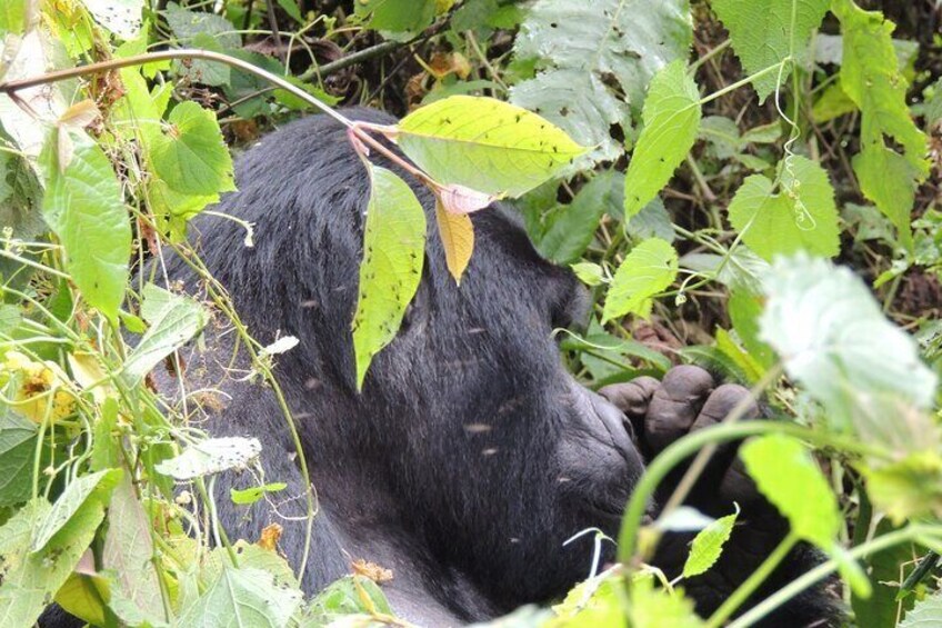  3 Days Gorilla Trekking in Uganda's Bwindi from Kigali