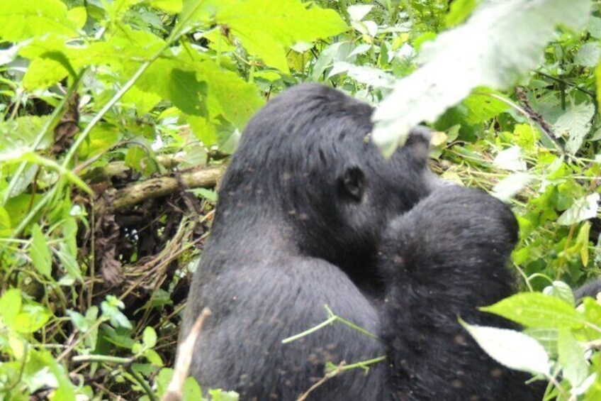  3 Days Gorilla Trekking in Uganda's Bwindi from Kigali