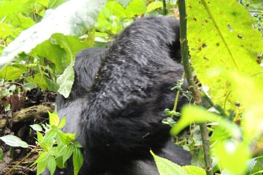  3 Days Gorilla Trekking in Uganda's Bwindi from Kigali