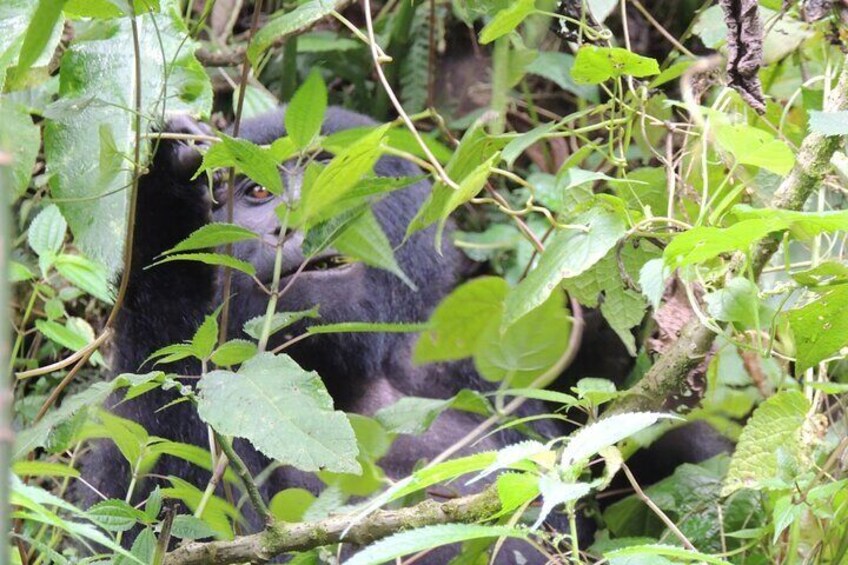  3 Days Gorilla Trekking in Uganda's Bwindi from Kigali