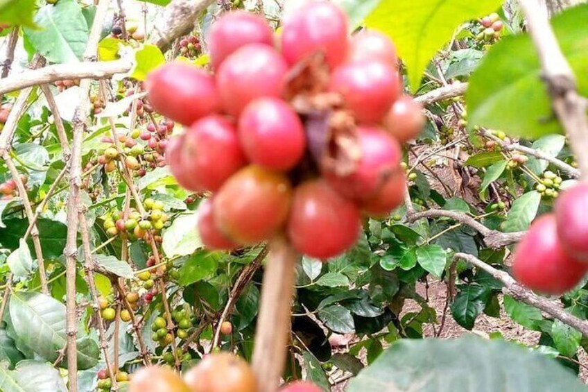 Discover Roasted Coffee Beans in Moshi Kilimanjaro 