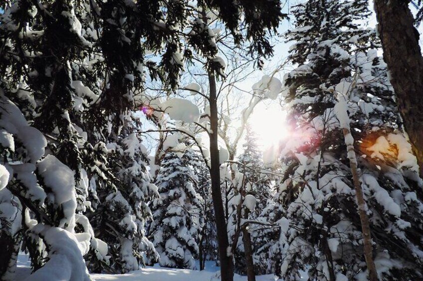 Walk Through a Sunlit Winter Forest in Furano's Enchanted Wilderness!