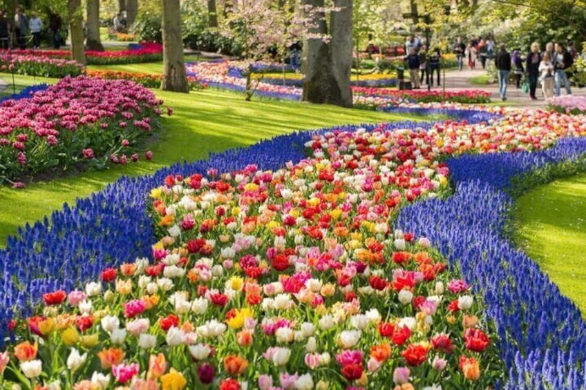 Keukenhof and Zaanse Schans Windmills from Amsterdam