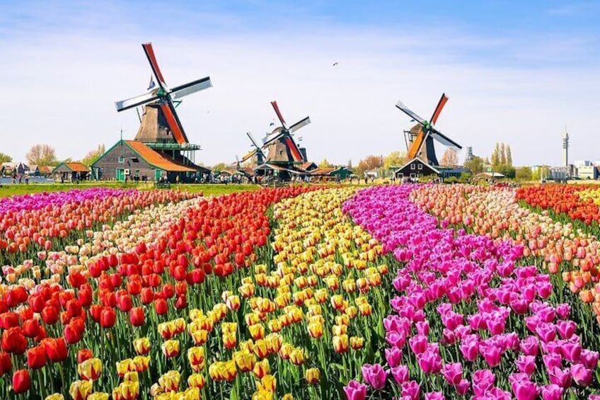 Keukenhof and Zaanse Schans Windmills from Amsterdam