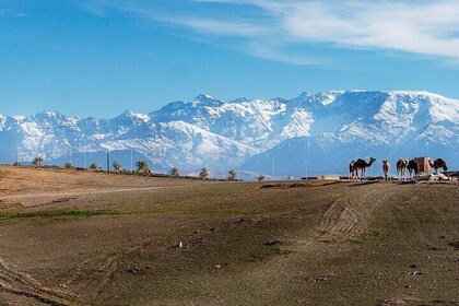 Tour al atardecer por el desierto de Agafay con paseo en camello, cena y es...