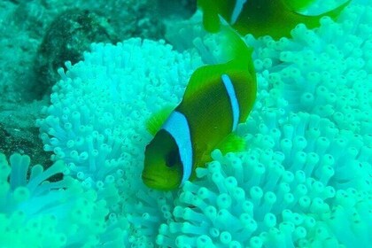 潛水,潛水和游泳在吉達