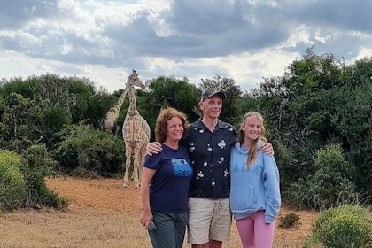 Full Day Addo And Giraffe Walk