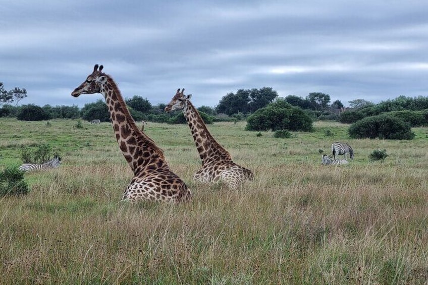 Full Day Addo And Giraffe Walk