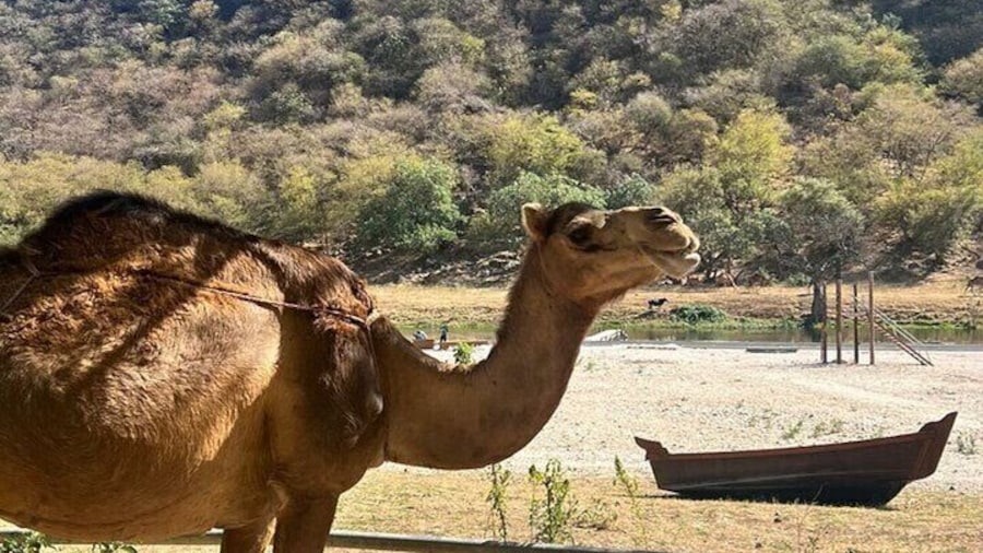 5 Hours of East Salalah Best