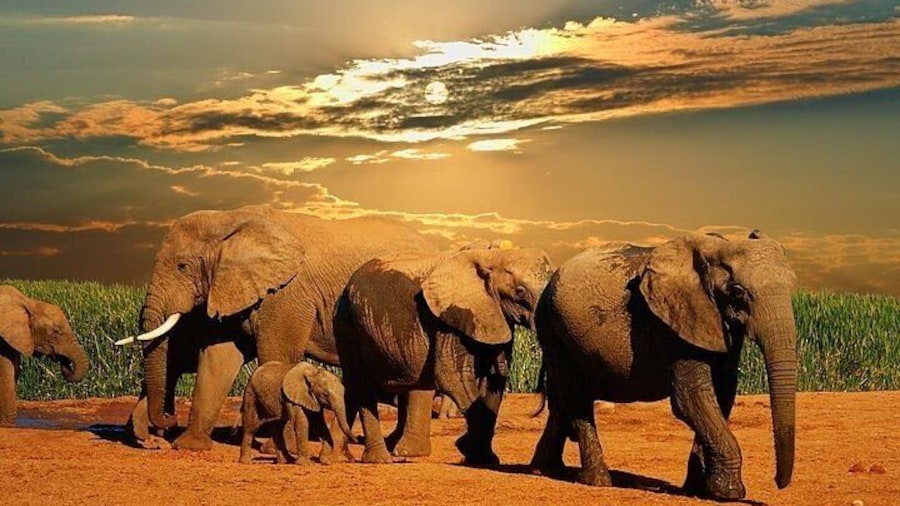 Cape Town Private Tour - Aquila Safari Adventure
