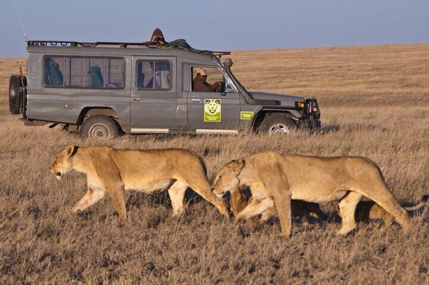 Cape Town Private Tour - Aquila Safari Adventure