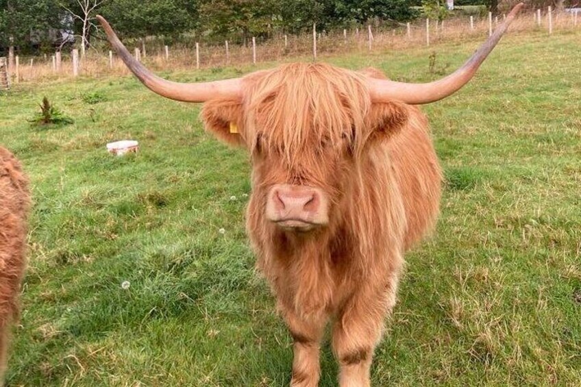 Highland cow