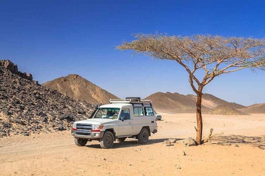 ATV Quad Bike, Jeep, Buggy, Camel Tour with Dinner from Hurghada