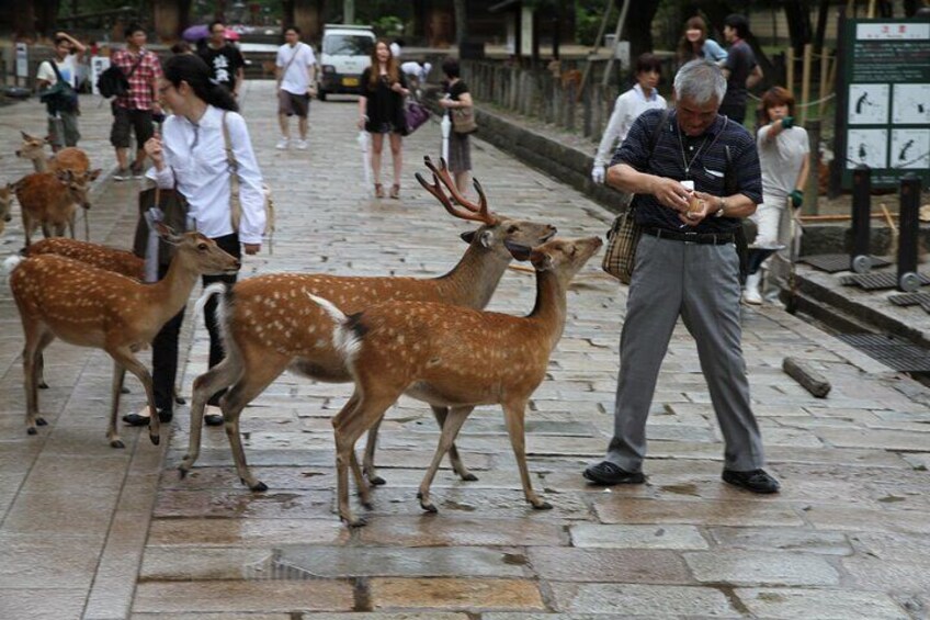 Kansai Region Hiking Adventure in Nara Kobe Kyoto and More