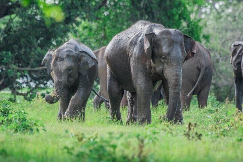 8-Day Sri Lanka Adventure with Hotels and Transportation