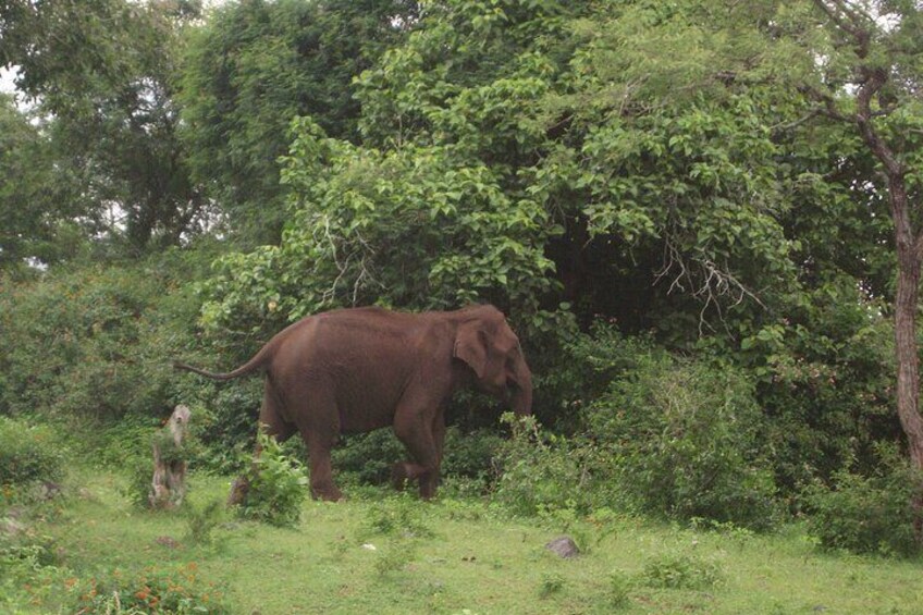 Wildlife Tour A Journey Through Sanctuaries