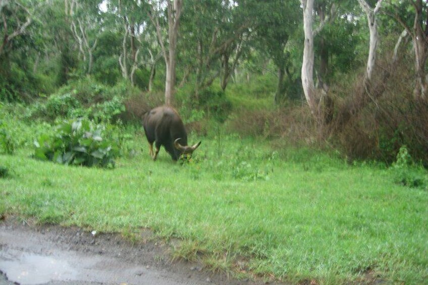 Wildlife Tour A Journey Through Sanctuaries