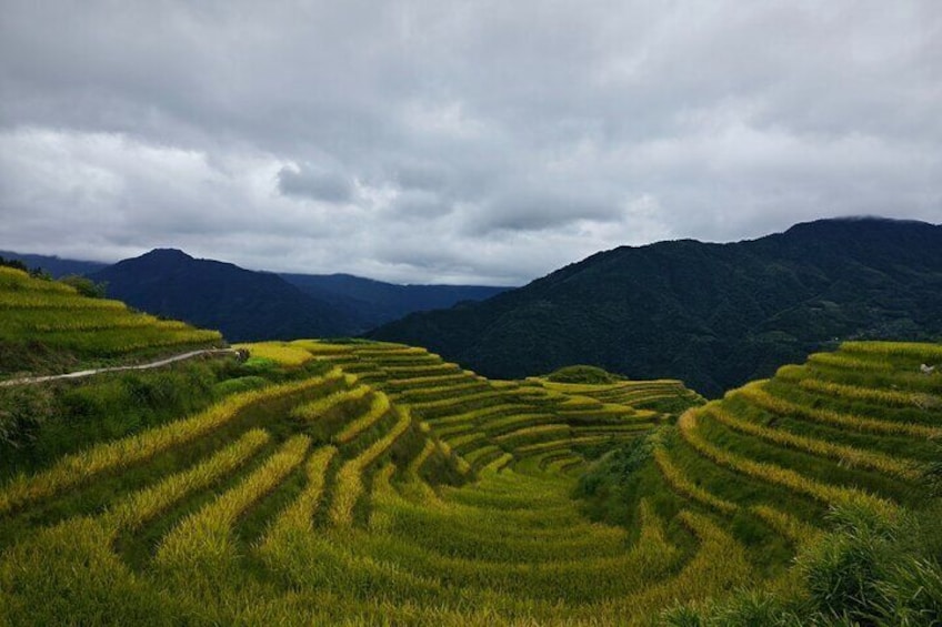 Longji Rice Terraces