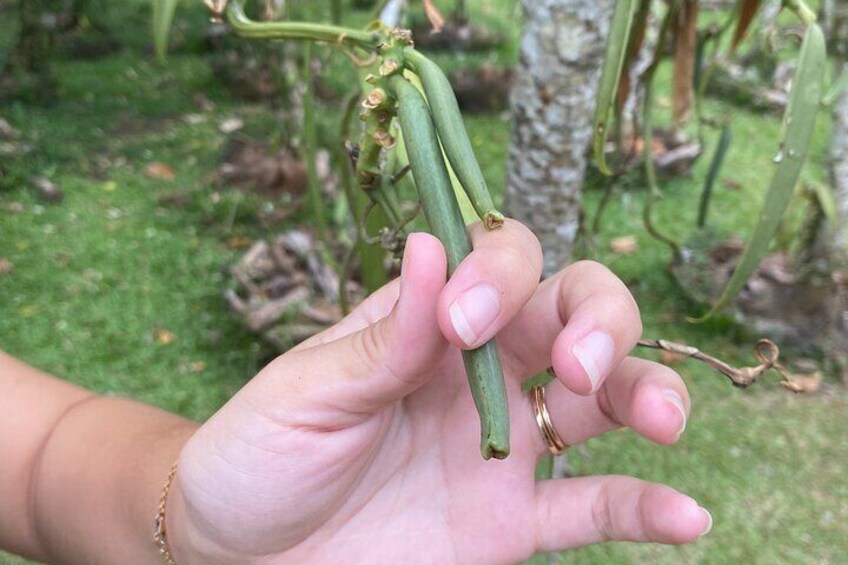 During our excursion we will visit the Vanilla Grove of Taha'a where the method of growing vanilla is ancestral.