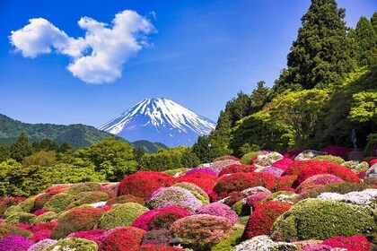 1 Day Private Tokyo to Hakone Gotemba Fuji Tour