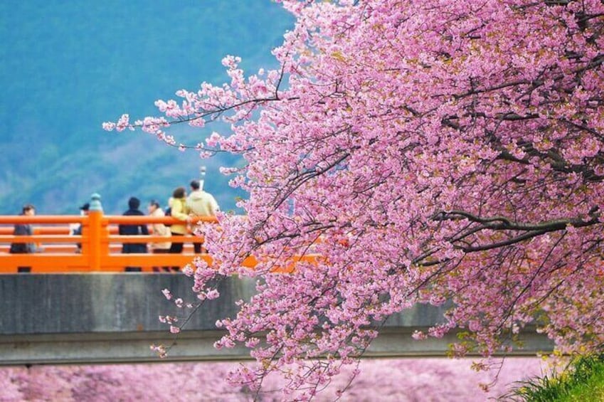 Kawazu Sakura Festival