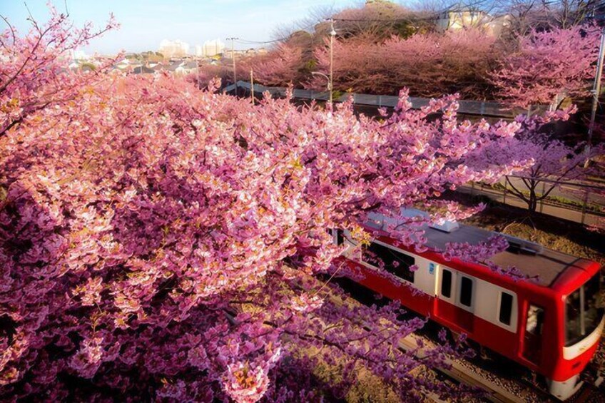 Kawazu Sakura-lined Path