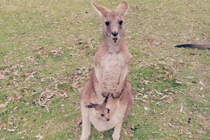 Gold Coast Tour Glow worms Kangaroos Koalas and Stargazing