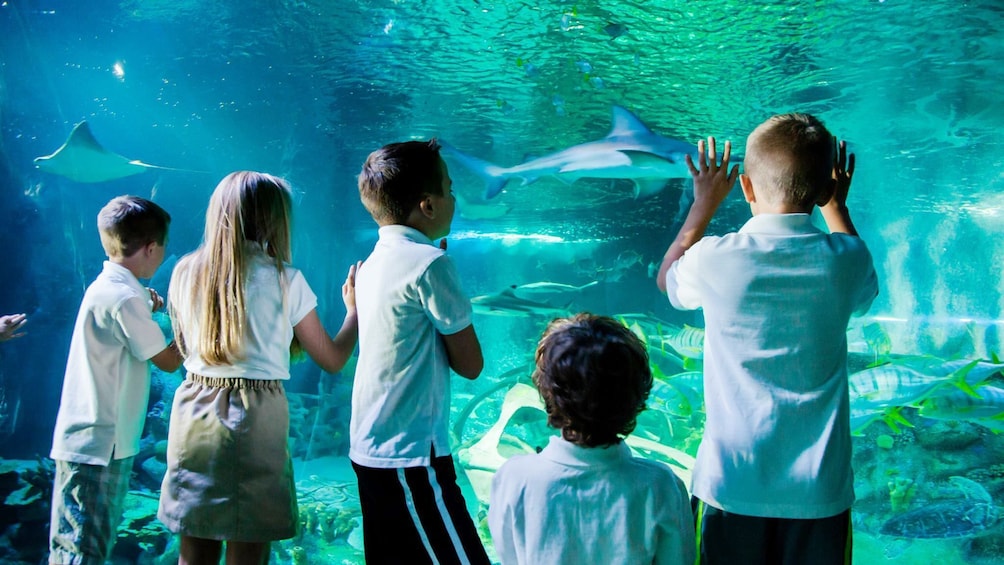 SEA LIFE Hannover Admission Ticket