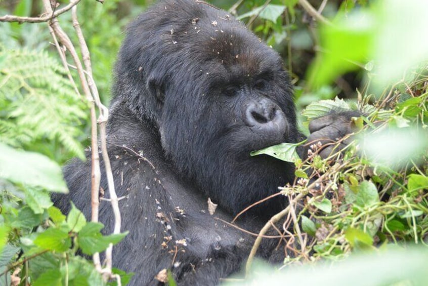 4 Days Gorillas and Golden Monkeys in Uganda and Rwanda