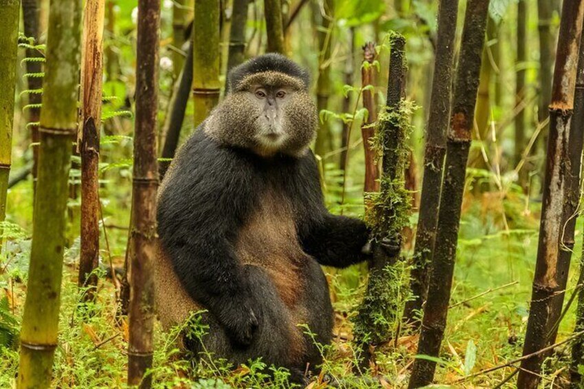 4 Days Gorillas and Golden Monkeys in Uganda and Rwanda