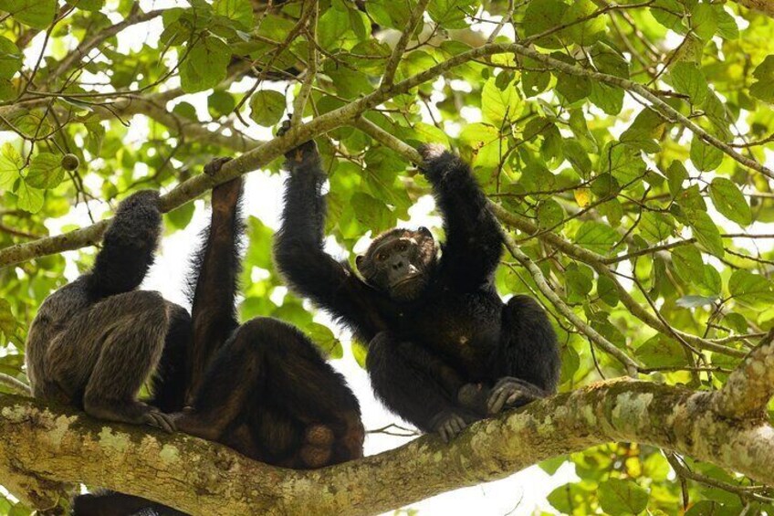 4 Days Gorillas and Golden Monkeys in Uganda and Rwanda