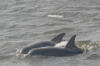 Private Dolphin Tour Charleston SC